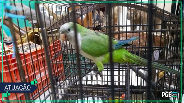 A Procuradoria-Geral do Estado obteve sucesso em ação anulatória que pretendia invalidar auto de infração de aplicação de multa ambiental pela manutenção de aves em cativeiro