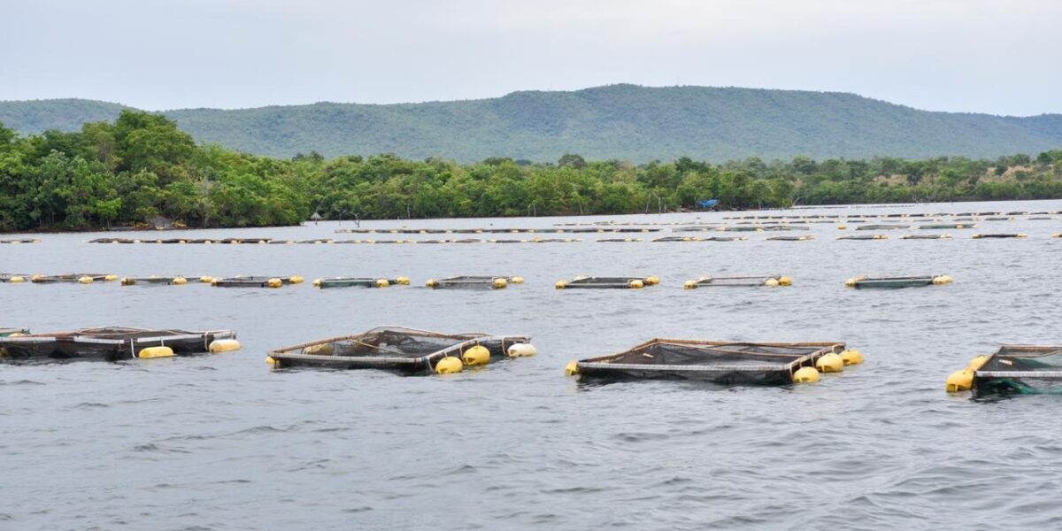 Governo de Goiás investe R$ 1,8 milhão para fomentar piscicultura em Minaçu