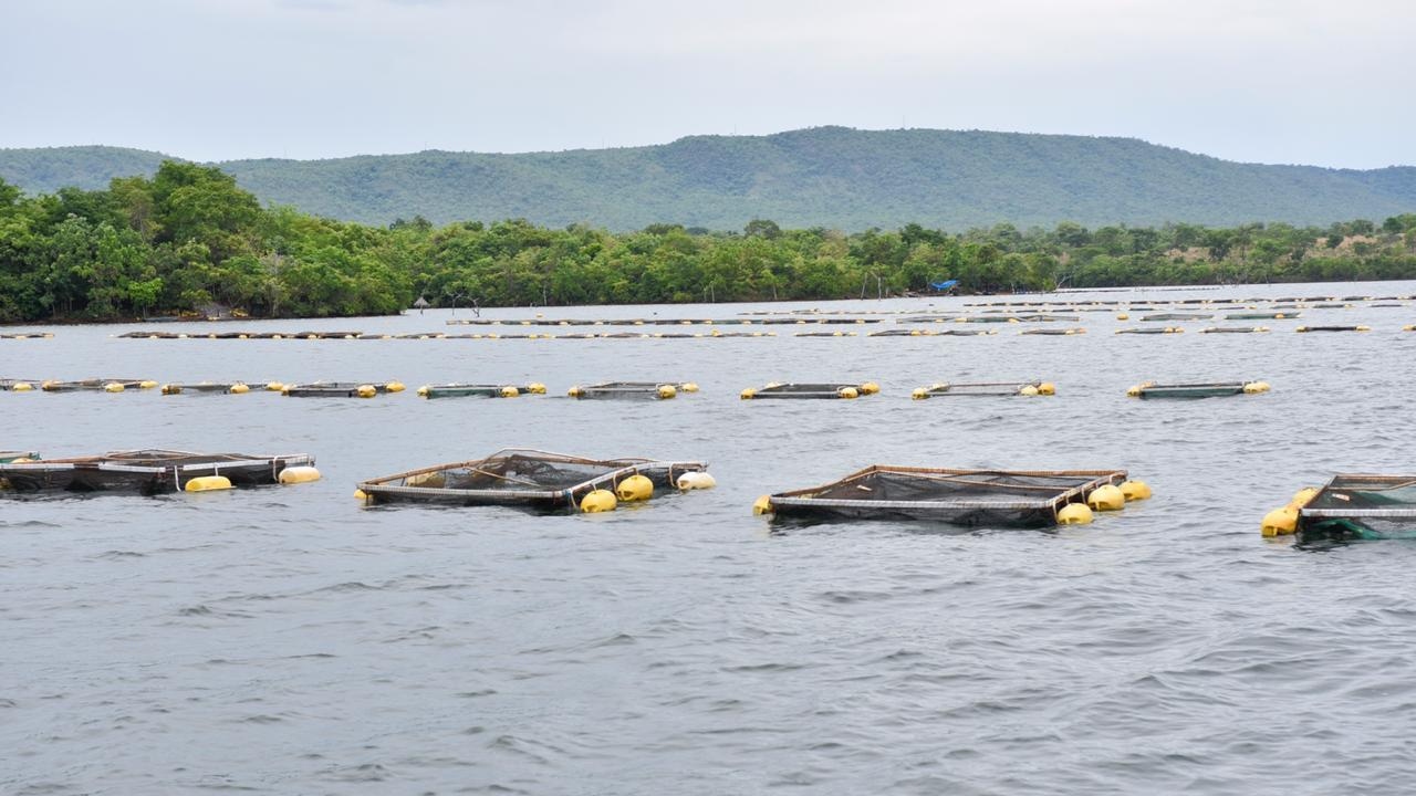 Governo de Goiás investe R$ 1,8 milhão para fomentar piscicultura em Minaçu