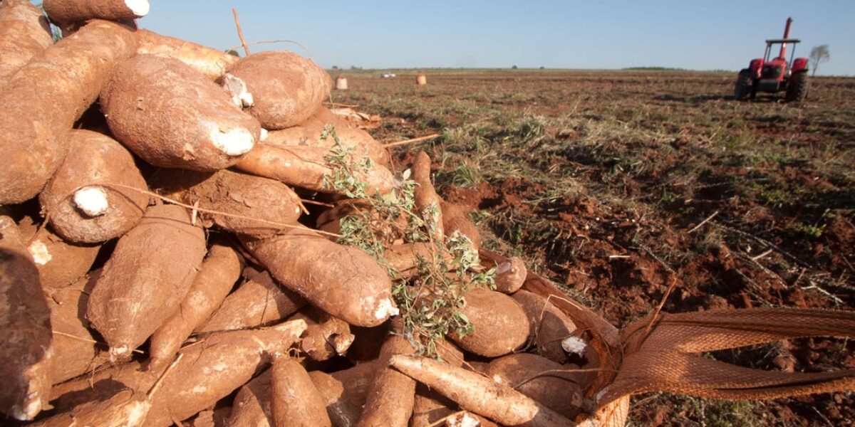 Colégio Tecnológico realiza oficina gratuita sobre plantio e venda de mandioca, em Cavalcante