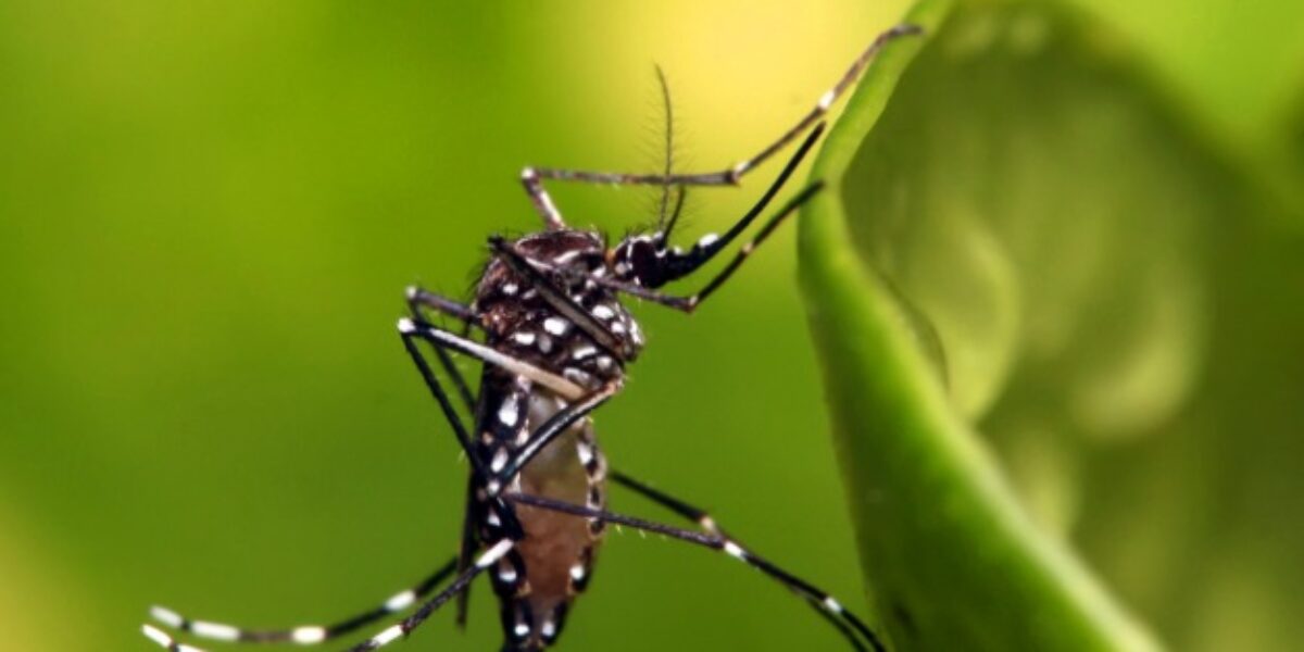Saúde e Bombeiros lançam ação para combate ao Aedes
