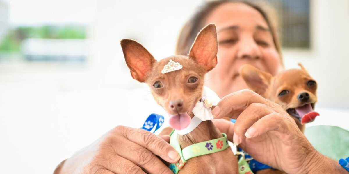 Paciente do Hugol recebe visita de animais de estimação