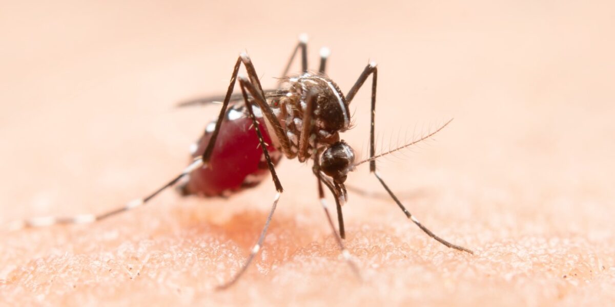 HESLMB alerta para riscos da dengue com aumento das chuvas
