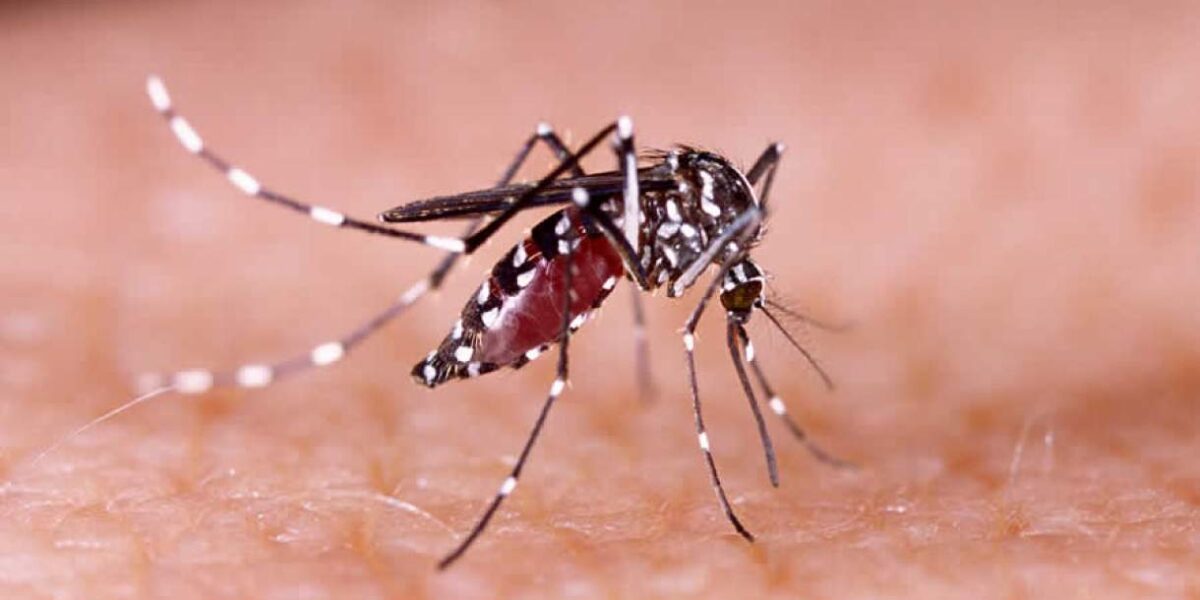 SES publica Nota de Recomendação de combate ao Aedes no período chuvoso