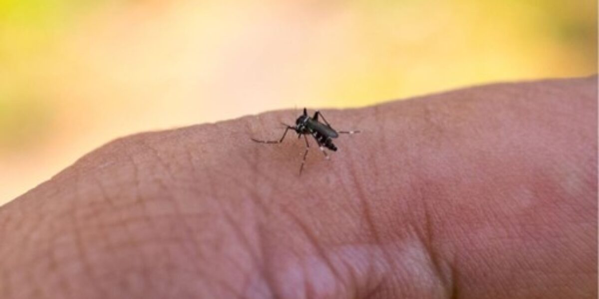 HEF alerta sobre os riscos de dengue com aumento das chuvas