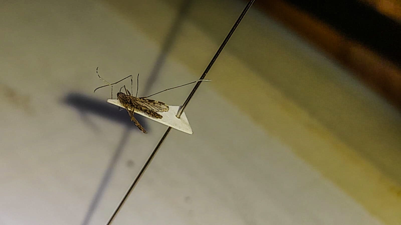 Saúde estadual faz monitoramento permanente para combate à malária