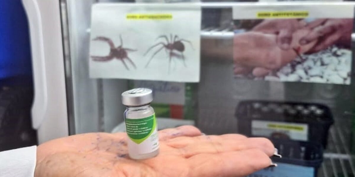 Com aumento de 235% no número de atendimentos, HDT orienta população sobre como agir em acidentes com aranhas