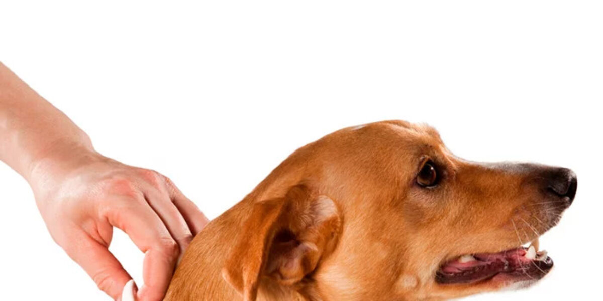 Secretaria de Saúde de Goiás orienta sobre cuidados contra Leishmaniose