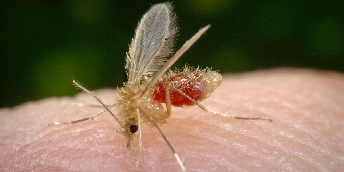 HDT orienta sobre a leishmaniose