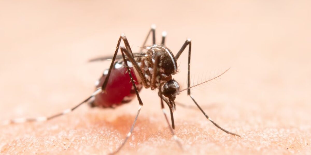 HEF registra 38 casos de dengue nos primeiros dias de 2026 e reforça alerta à população