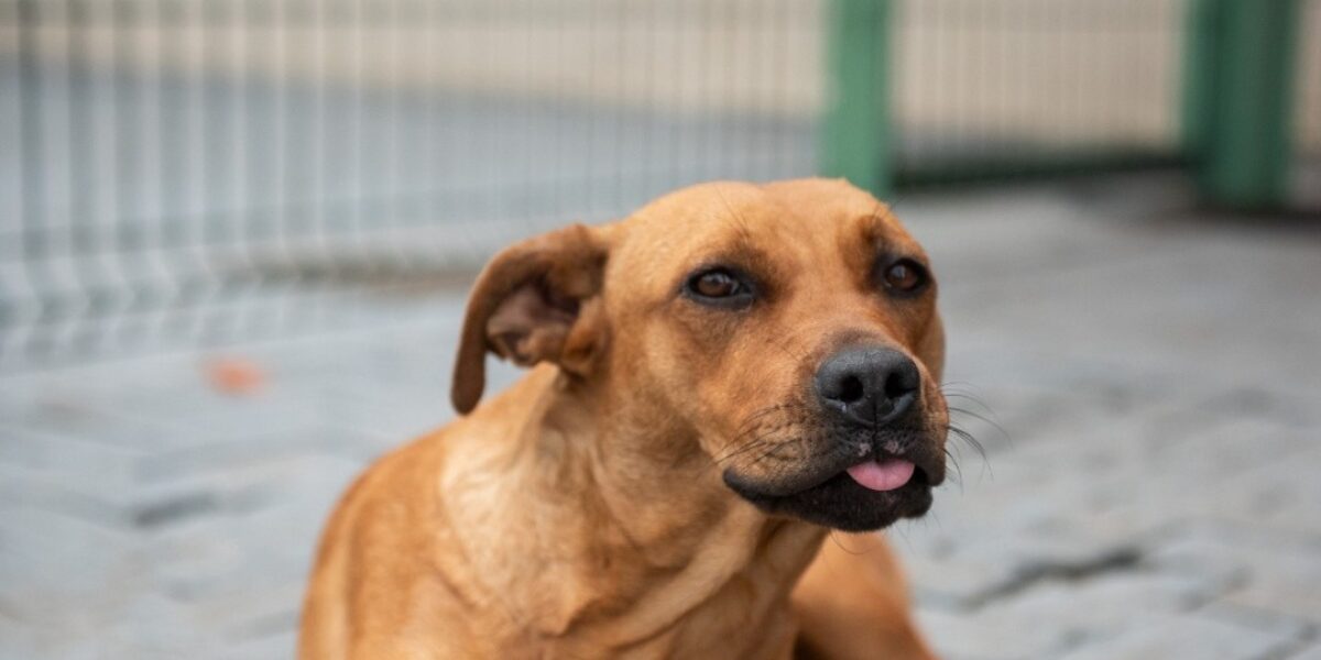 Hugol lança campanha para adoção de 11 cães que vivem na área externa unidade