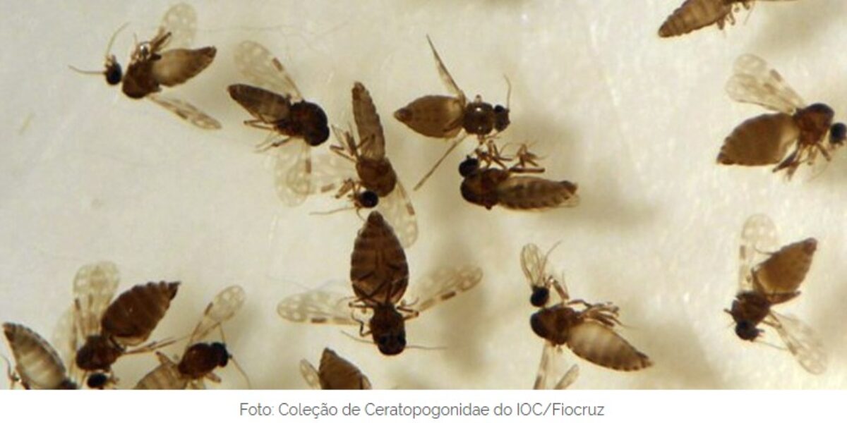 Goiás confirma primeiro caso de febre Oropouche em Anápolis