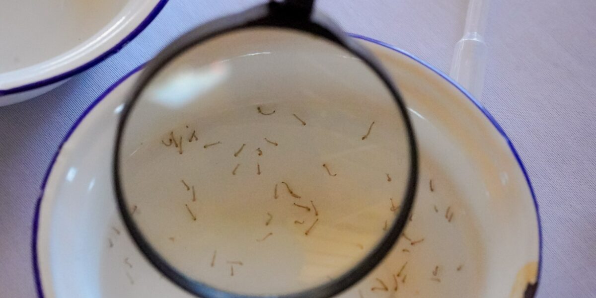Chuvas fora de época elevam risco de dengue e chikungunya em Goiás
