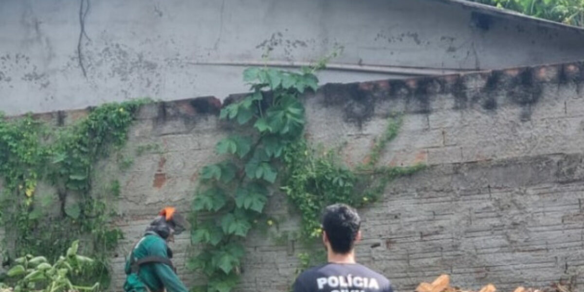 Em Goiânia, PCGO investiga casal por abandonar vários gatos dentro de uma mala em lote baldio