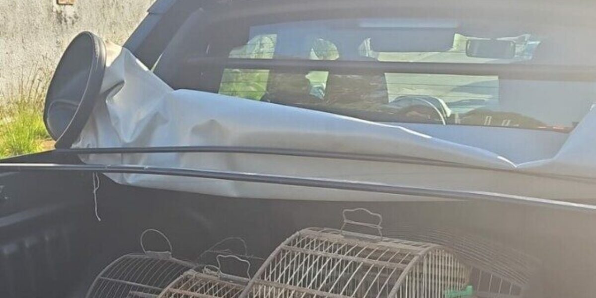 Polícia Civil apreende aves silvestres mantidas em cativeiro durante cumprimento de mandado de prisão em Aparecida de Goiânia