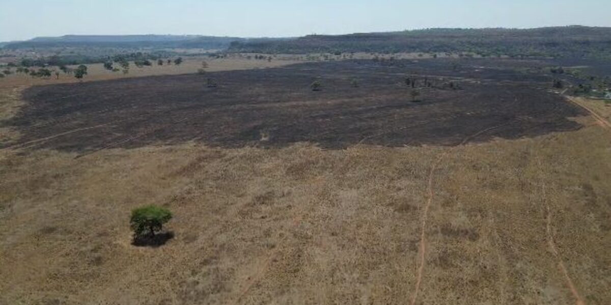 Operação Cerrado Vivo: PCGO prende fazendeiro suspeito de causar incêndio de grande proporção em Quirinópolis