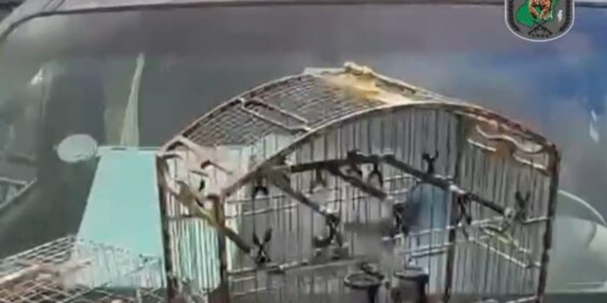 Batalhão Ambiental combate captura ilegal de pássaros silvestres em Luziânia