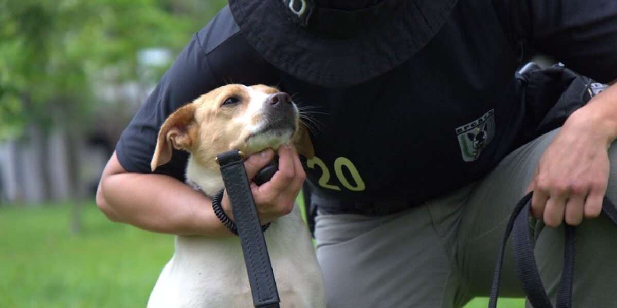 PMGO promove projeto pioneiro de adestramento e adoção de cães de rua resgatados em Goiânia