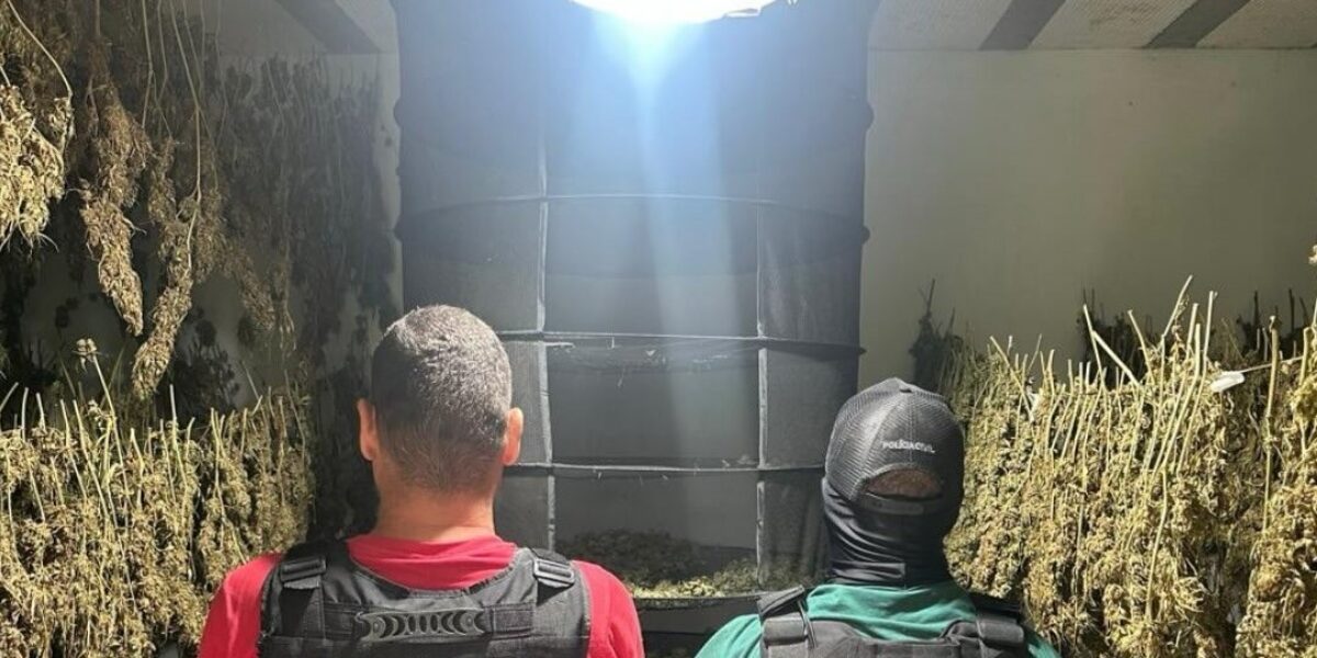 PCGO desarticula laboratório clandestino de skunk e prende cinco investigados em Anápolis