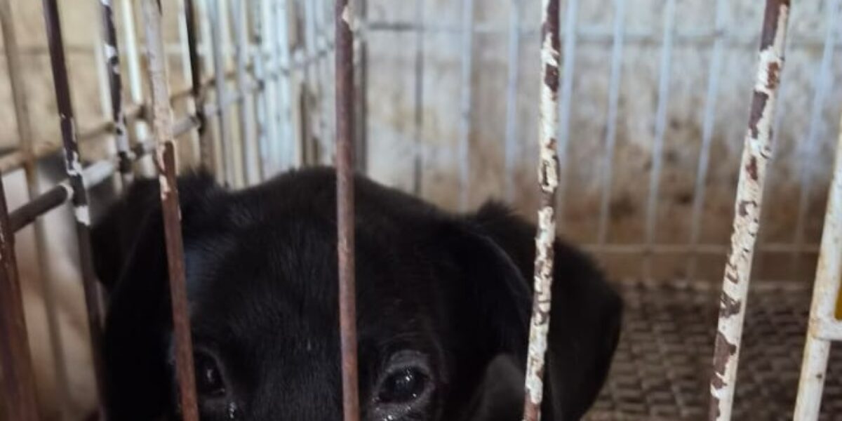 Filantropia de Fachada: Polícia Civil resgata animais em situação de maus-tratos e prende responsáveis