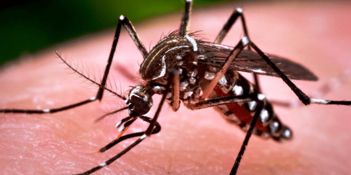 Cuidados podem minimizar riscos de dengue, zika e chikungunya