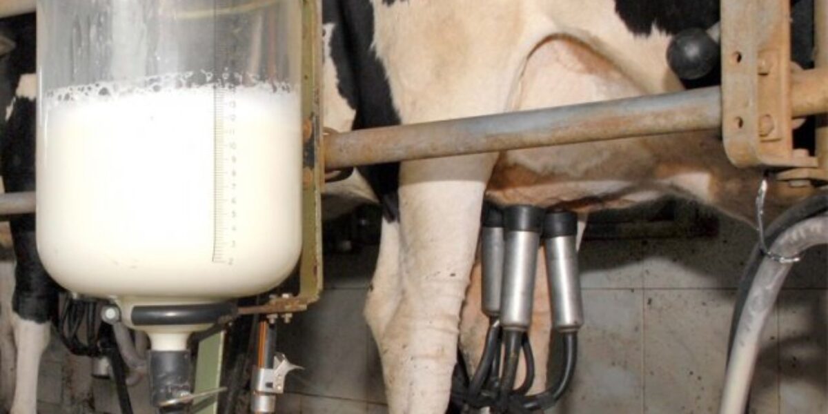 Qualidade do leite será debatida em workshop nesta 5ª-feira