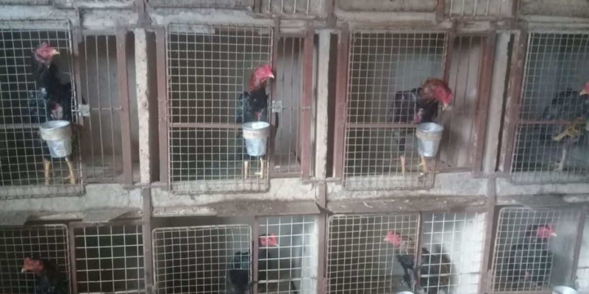 Polícia Civil apreende 60 galos usados em rinha em Goianápolis