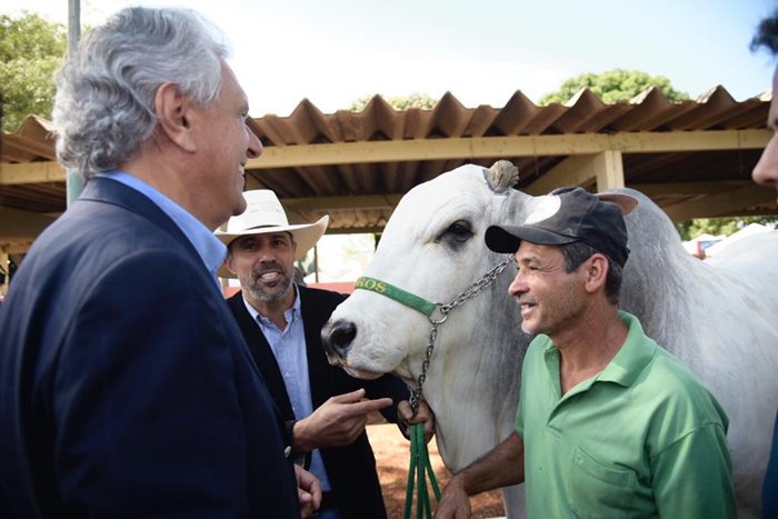 Caiado cumprimentando pessoas que trabalham na Exposição Agropecuária de Goiânia cuidando dos animais em exposição.