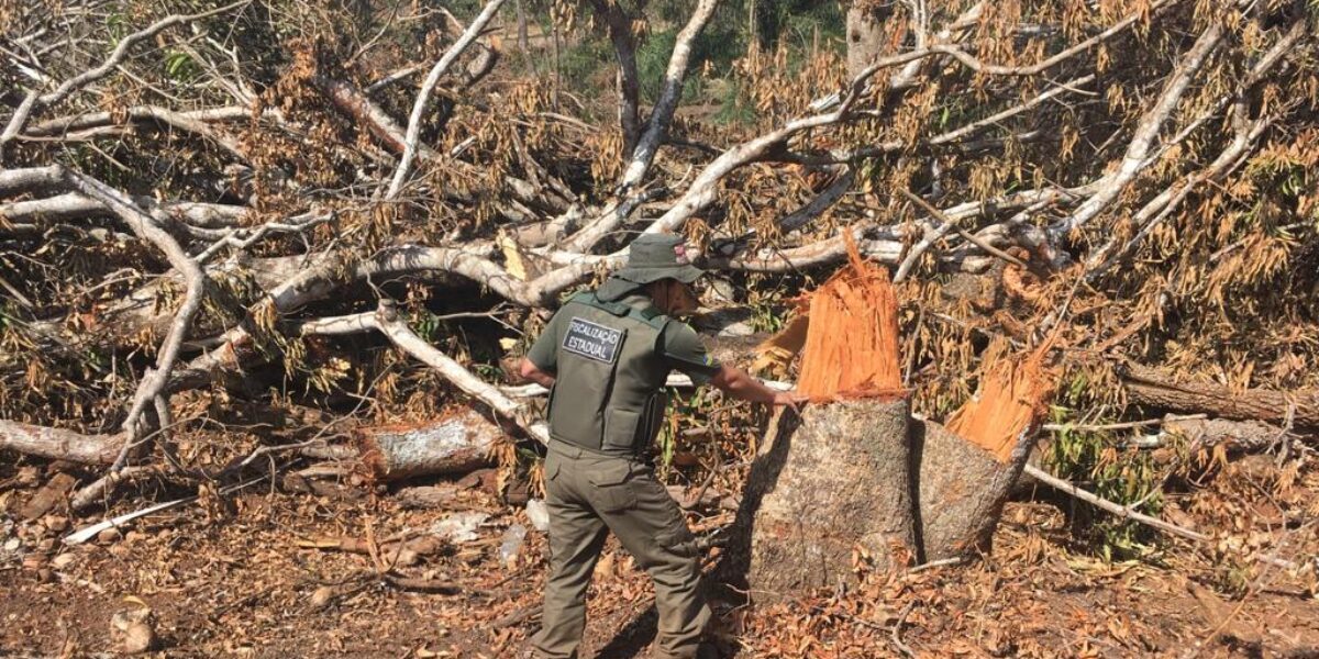Semad e Polícia Ambiental flagram desmatamento irregular em Itapirapuã