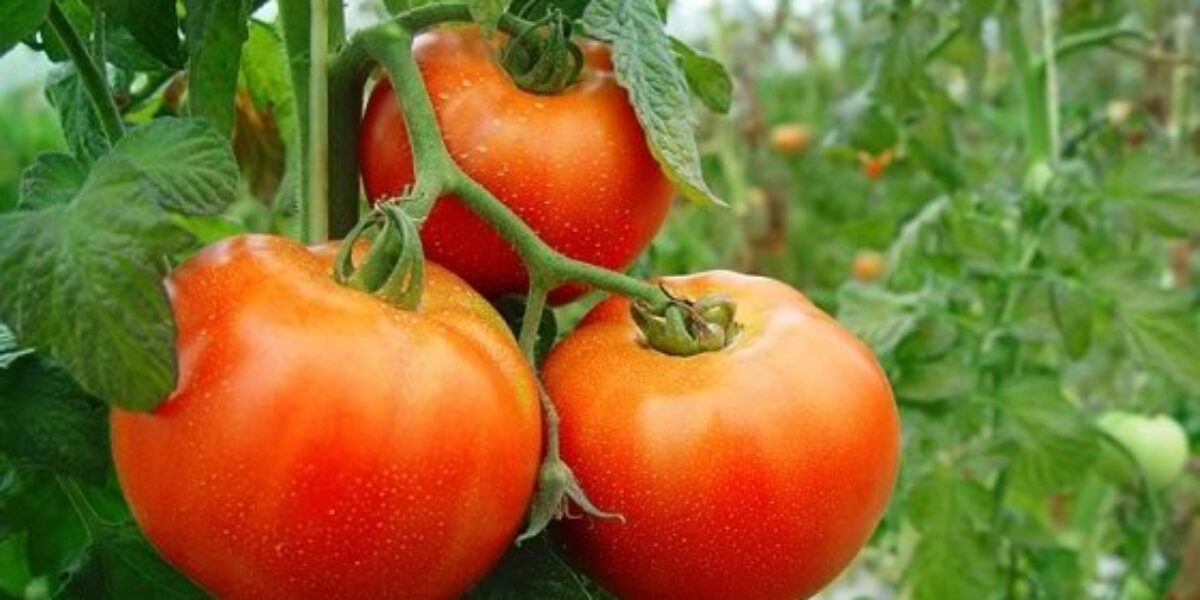 Produção de tomate deve crescer 36,6% em Goiás