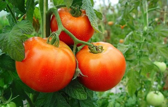 Produção de tomate deve crescer 36,6% em Goiás