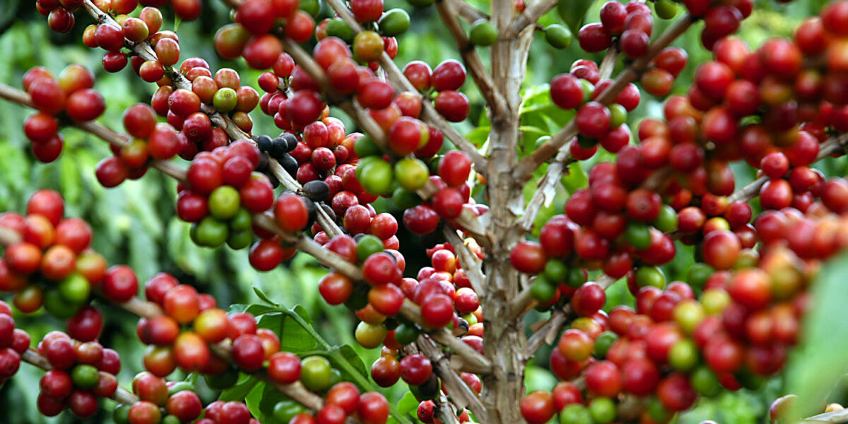Aumentam as exportações goianas de café, milho e aves