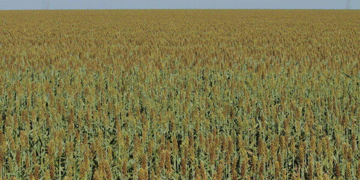 Seminário discute protagonismo do setor agropecuário em Goiás