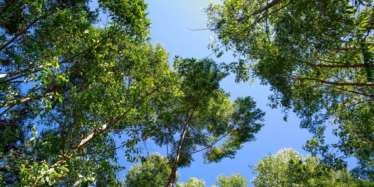 Potencial da cadeia florestal é atrativo para produtores e indústrias no Estado