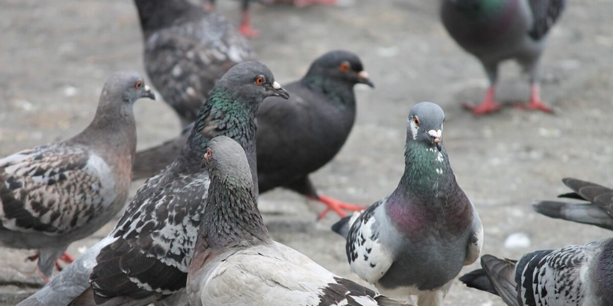 HDT alerta sobre doença do pombo