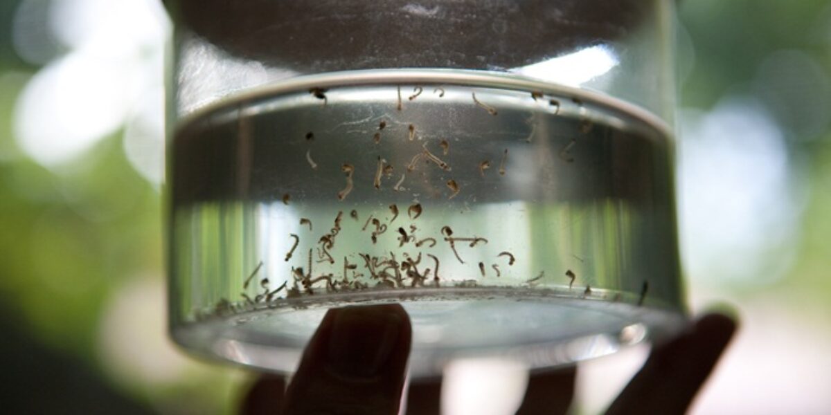 Volta das chuvas gera alerta contra o Aedes aegypti