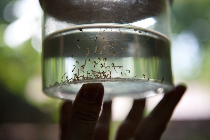 Volta das chuvas gera alerta contra o Aedes aegypti