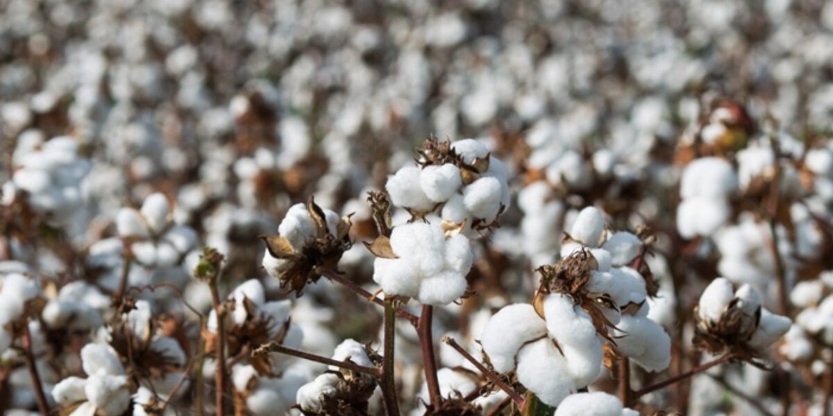 Trigo, feijão, soja, milho, sorgo e algodão impulsionam atividade agrícola em Goiás