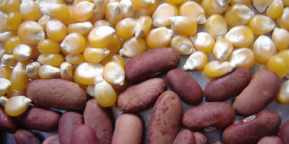 Governo entregará 30 toneladas de sementes a produtores rurais