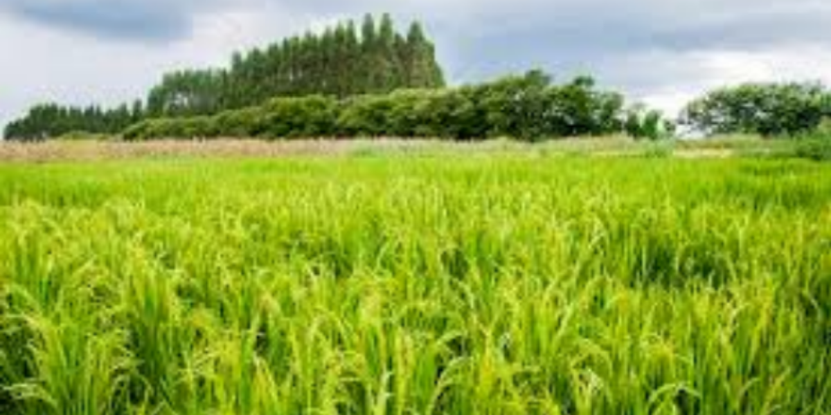 Governador Ronaldo Caiado anuncia redução do ICMS sobre o arroz