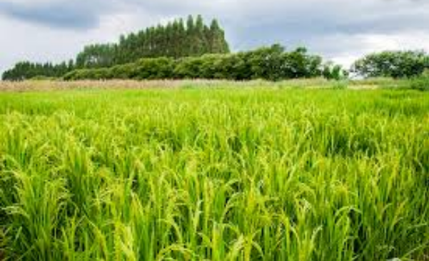 Goiás é o quarto produtor de grãos do país