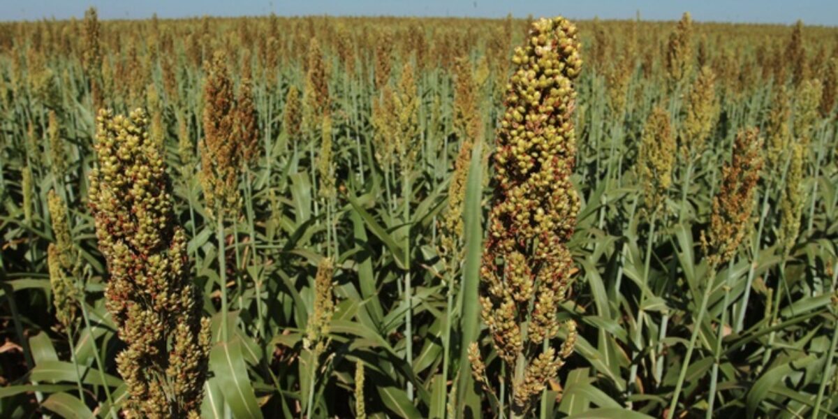 Goiás é o maior produtor de sorgo do Brasil, segundo levantamento do IBGE