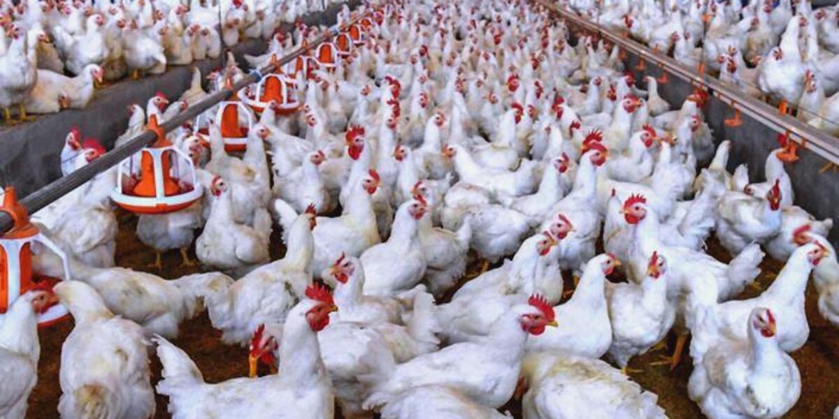 Registro de granjas avícolas é obrigatório, alerta Agrodefesa