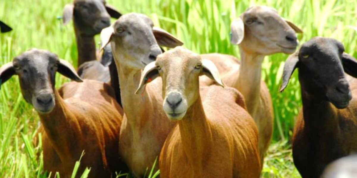 Criação de caprinos e ovinos também requer controle sanitário, orienta Agrodefesa
