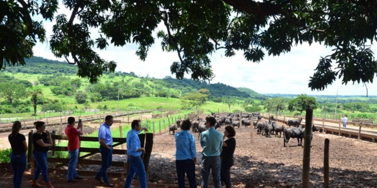 Comitiva da Semad visita propriedade referência em criação sustentável de gado