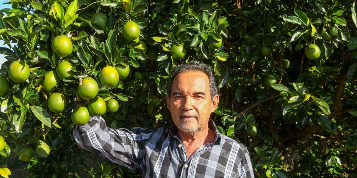 Para garantir o abastecimento da população, atividades agropecuárias continuam em Goiás