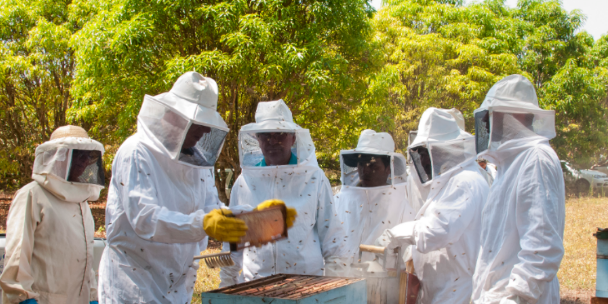 Agrodefesa orienta apicultores sobre cuidados com a saúde das abelhas
