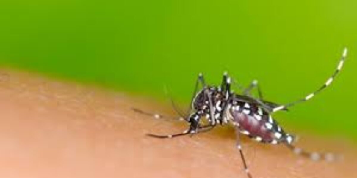 Goiás tem queda de quase 50% nos casos de dengue este ano
