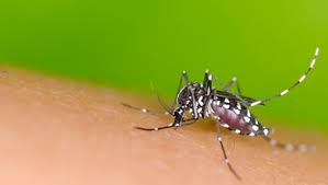 Goiás tem queda de quase 50% nos casos de dengue este ano