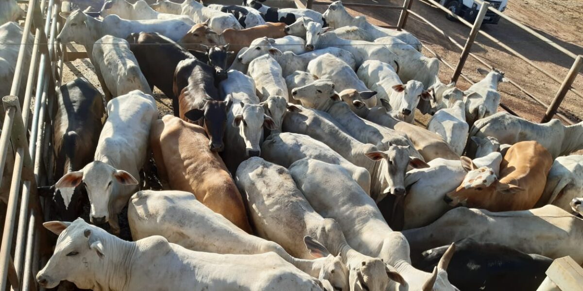 Quadrilha sonega R$ 1,5 milhão com transferência de gado para São Paulo